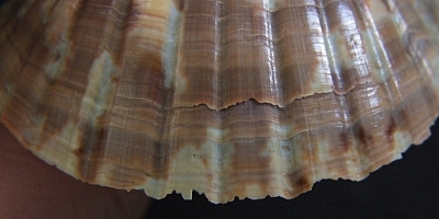 Pecten afribenedictus